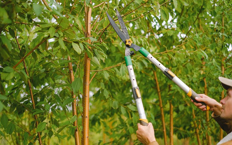 Tree trimming in Akiachak, AK
